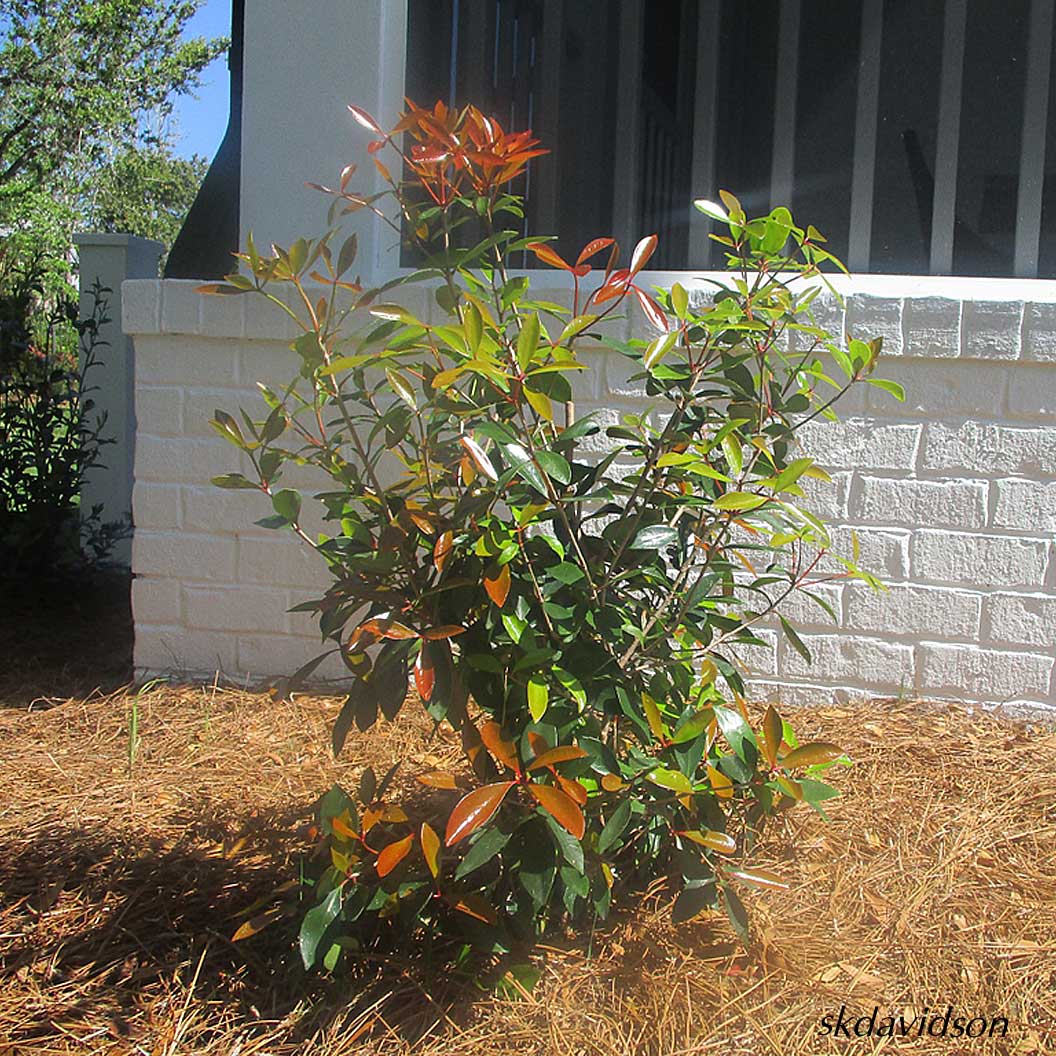 Cleyera Japonica - Image 6