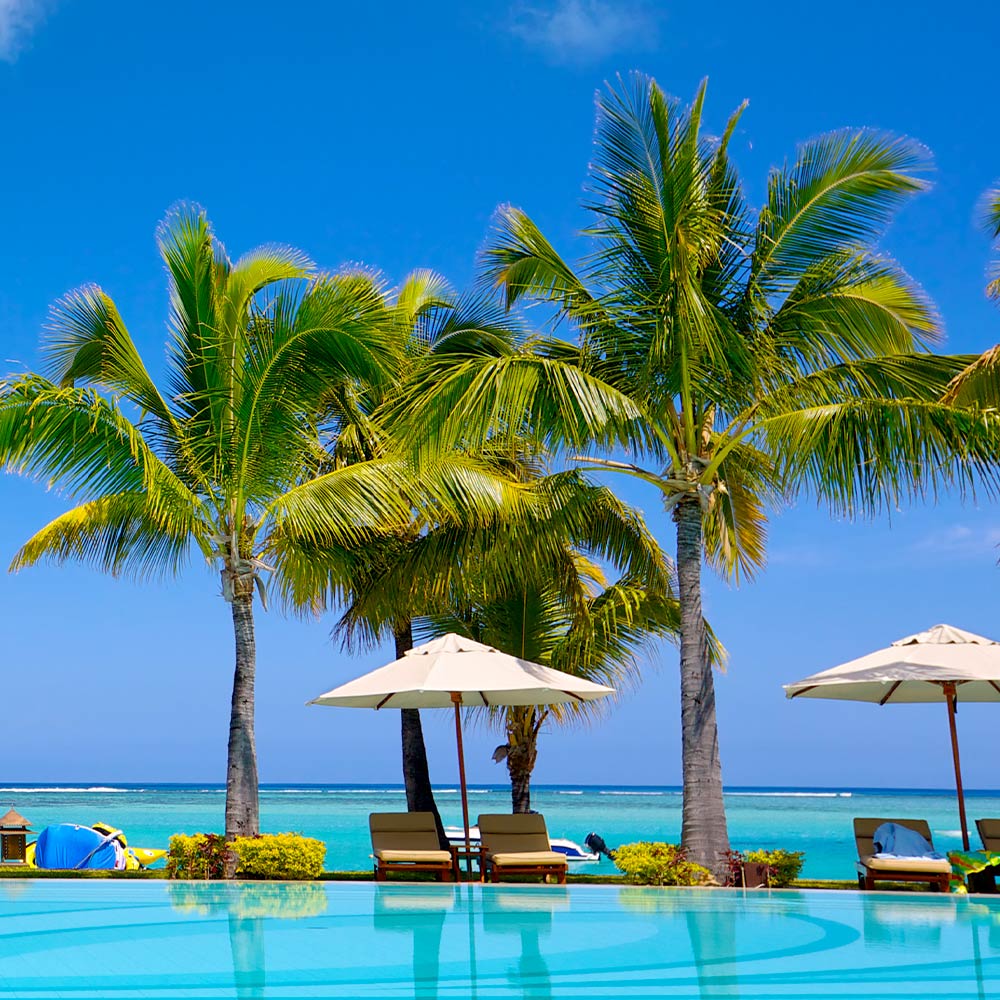 Coconut Palm Tree - Image 5