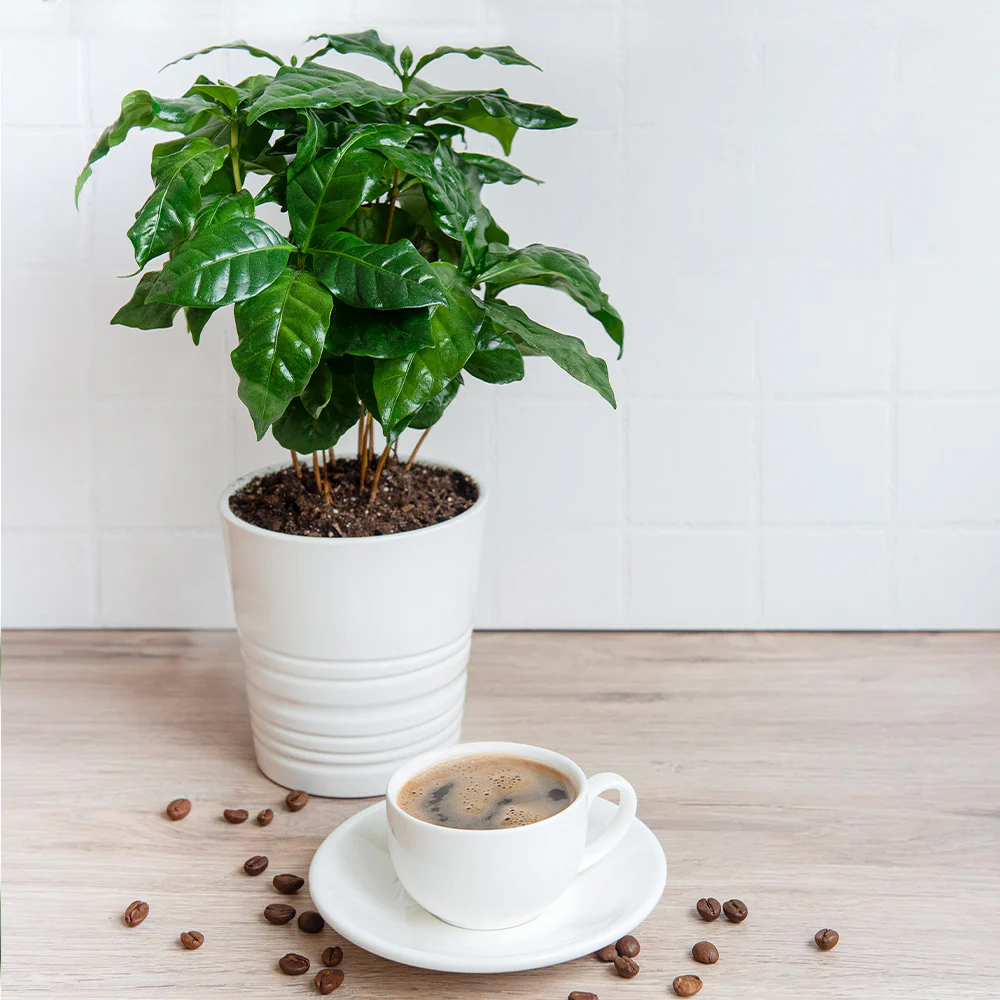 Arabica Coffee Plant - Image 2