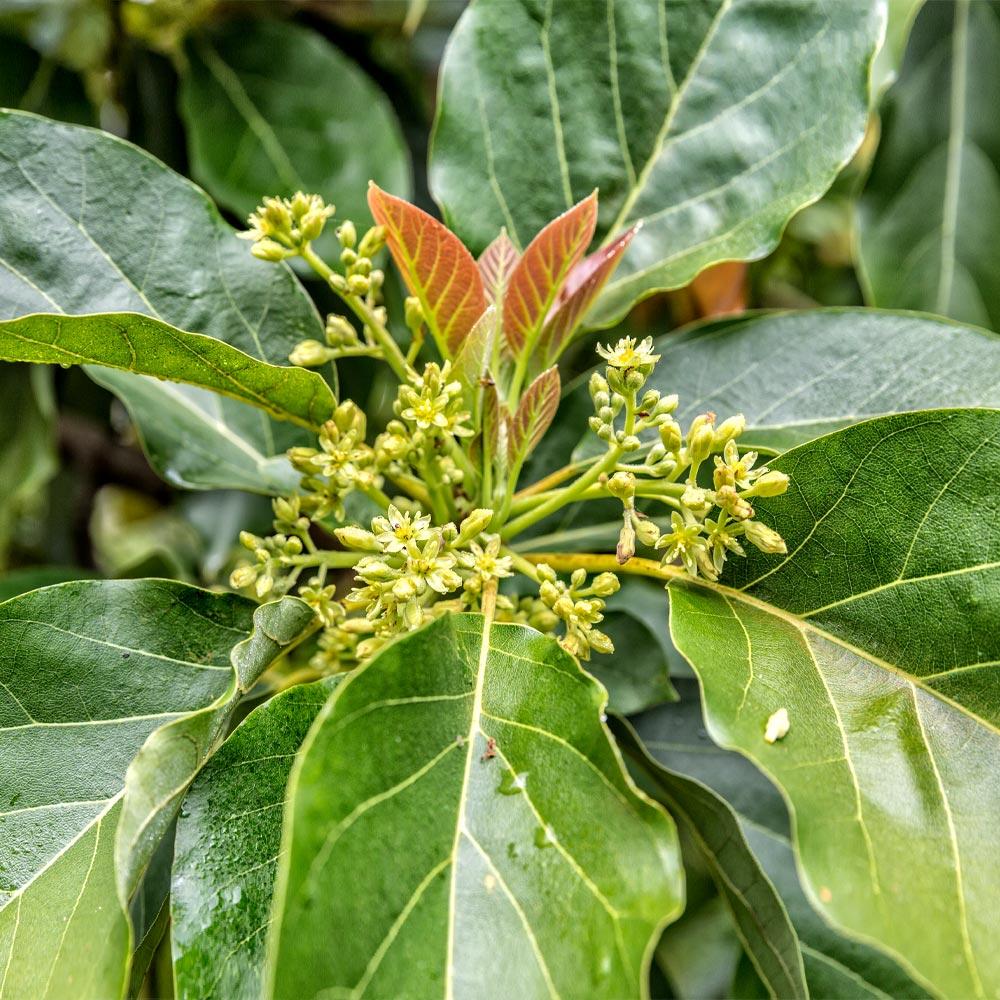 Cold Hardy Avocado Tree - Image 6