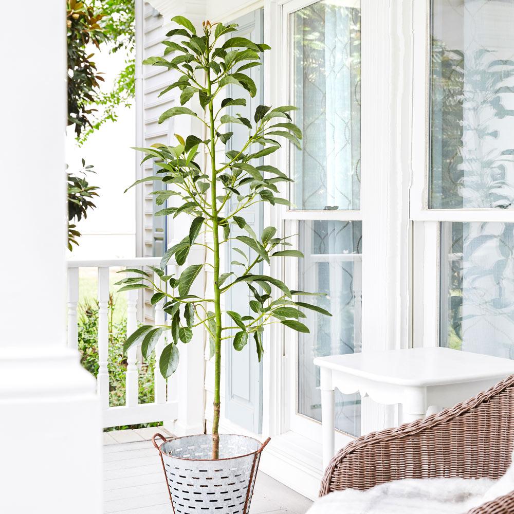 Cold Hardy Avocado Tree - Image 4
