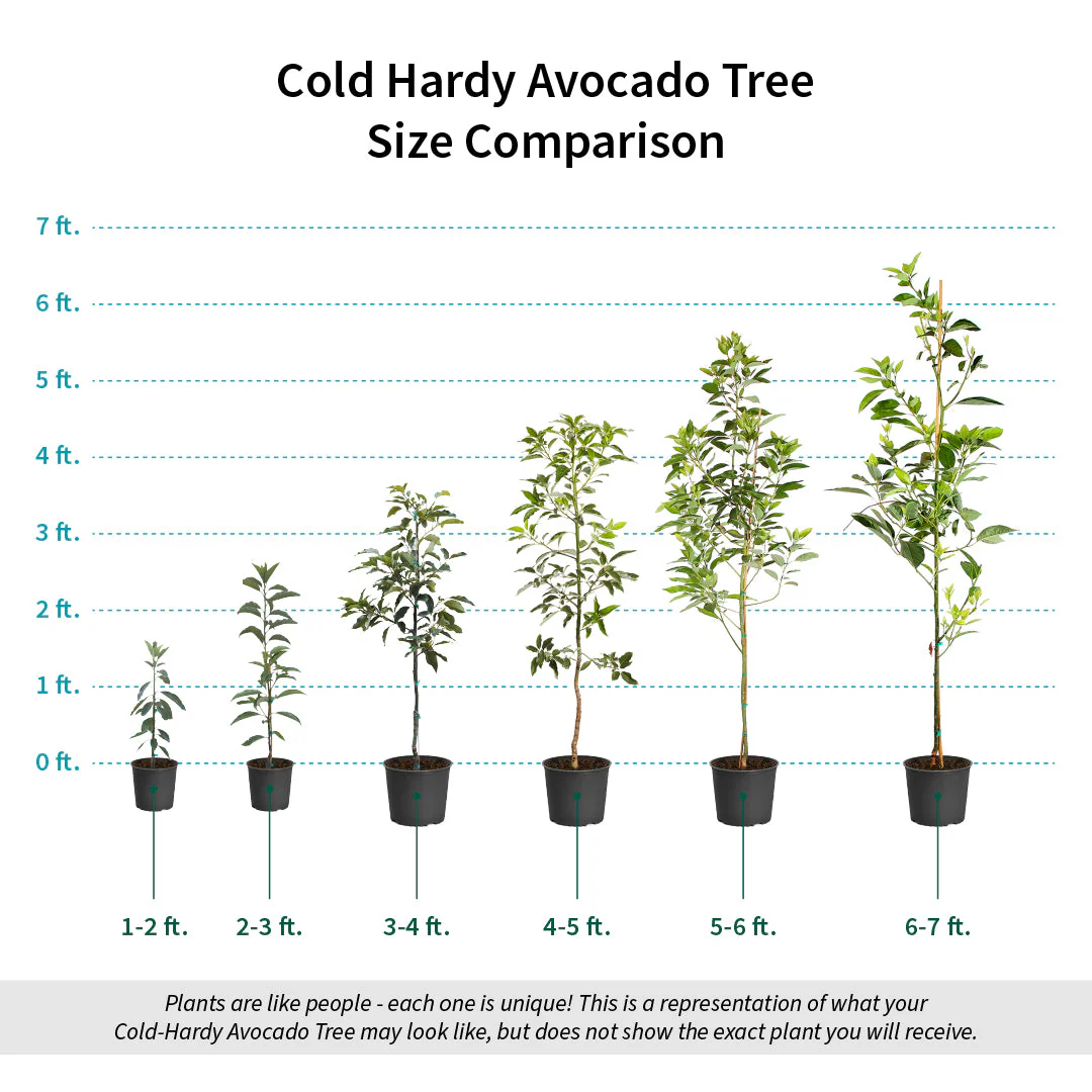 Cold Hardy Avocado Tree - Image 8