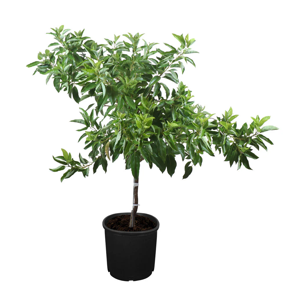 Cold Hardy Avocado Tree - Image 11