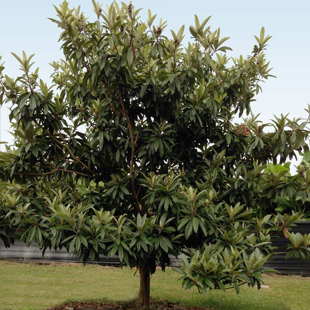 Cold Hardy Avocado Tree - Image 4