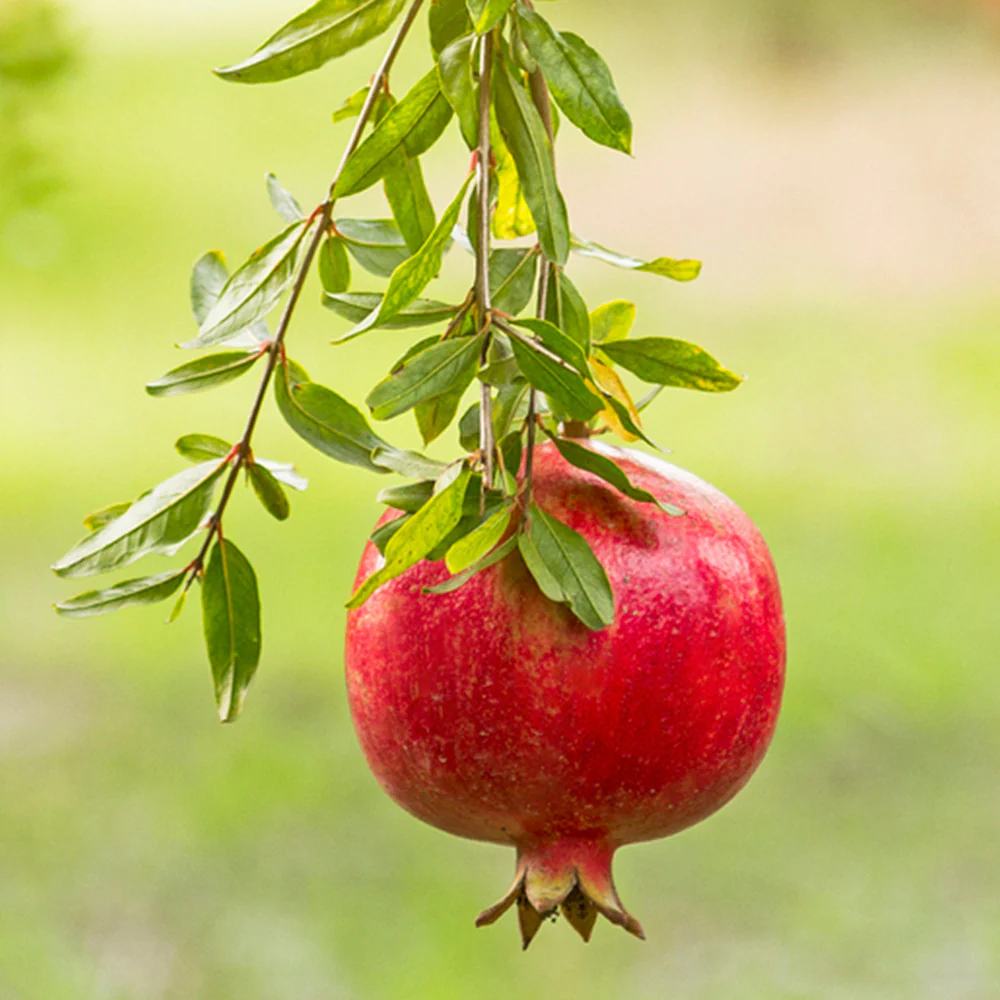 Cold-Hardy Red Pomegranate Bush - Image 2