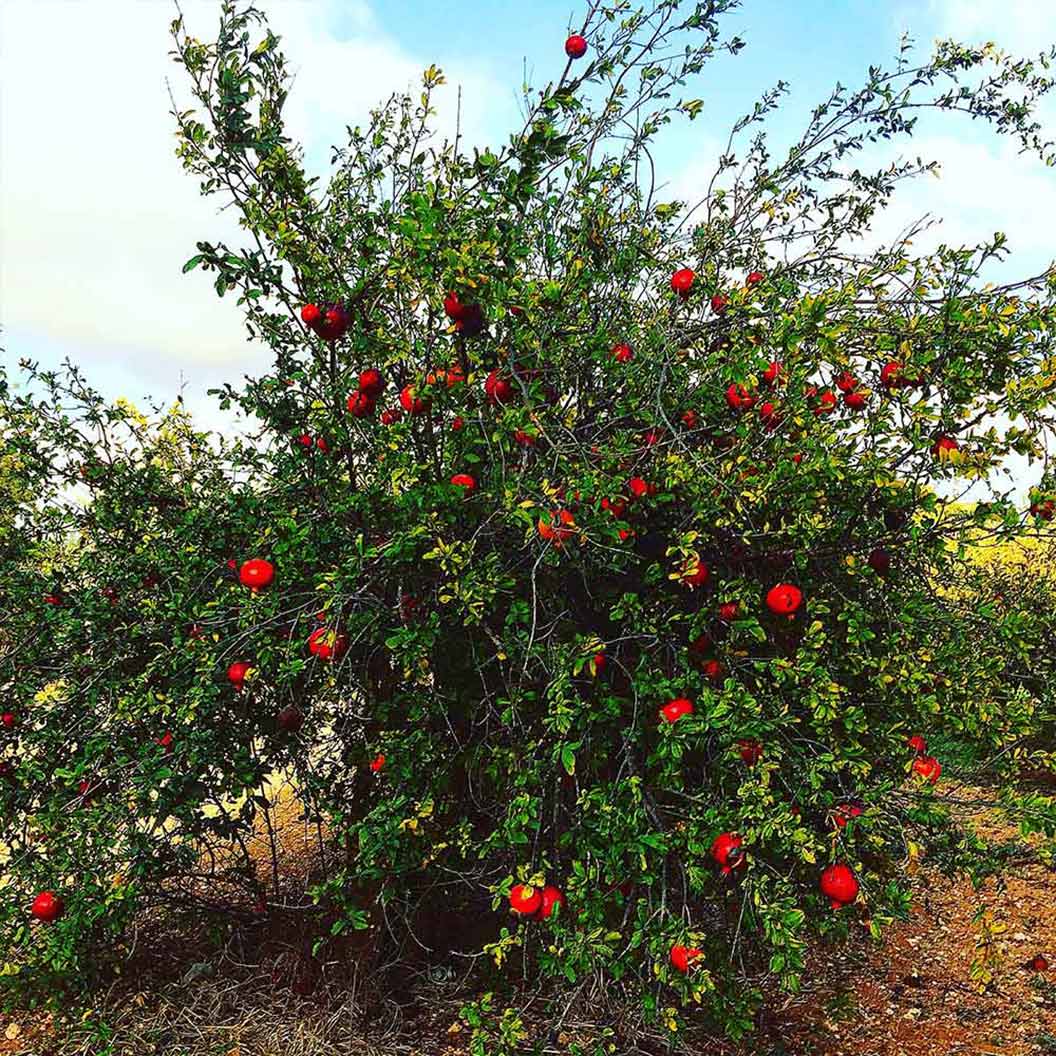 Cold-Hardy Red Pomegranate Bush - Image 4