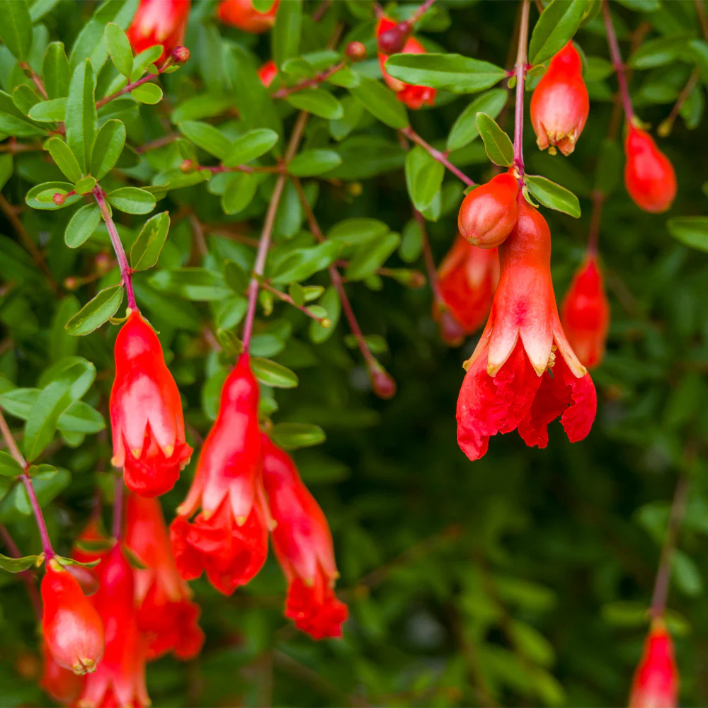 Cold Hardy Red Pomegranate Tree - USDA Organic - Image 5