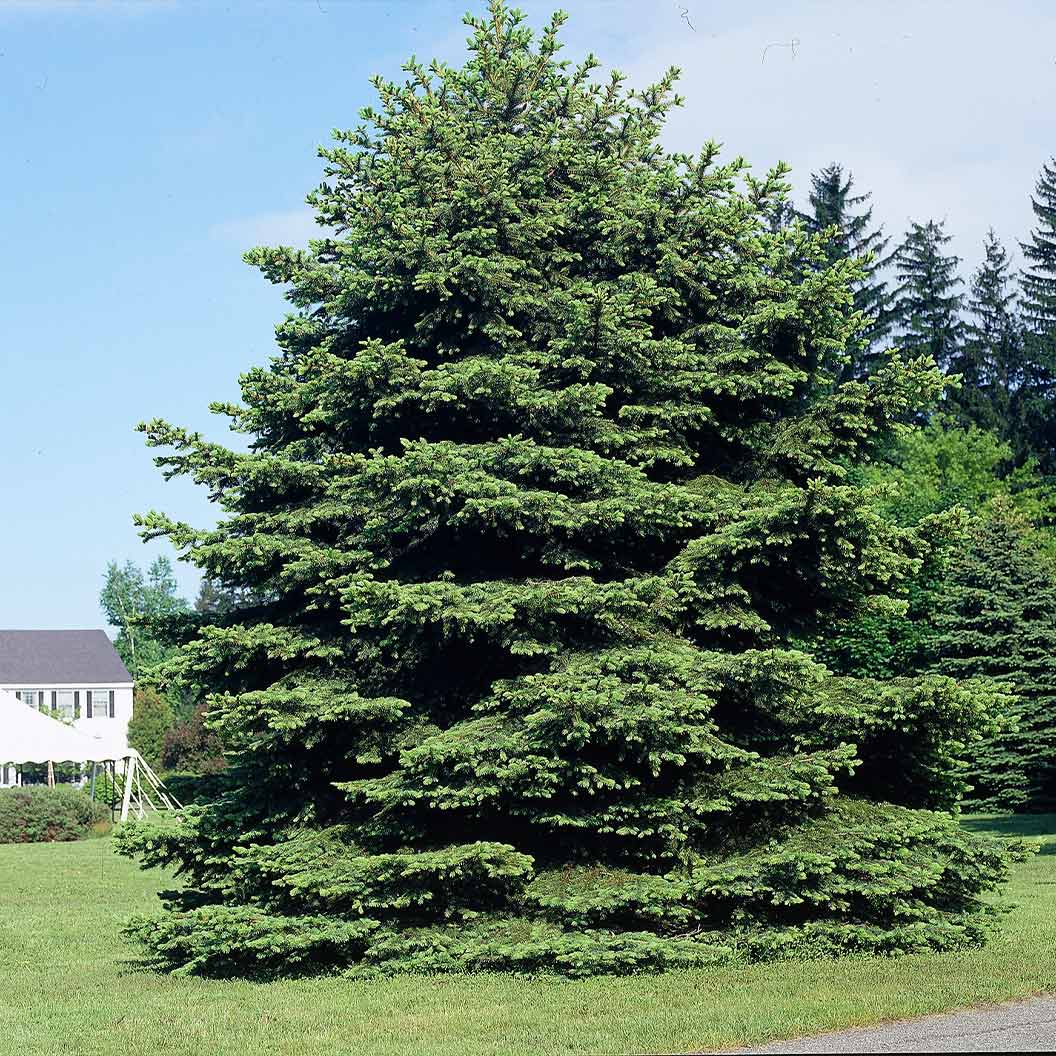 Colorado Green Spruce Tree - Image 2