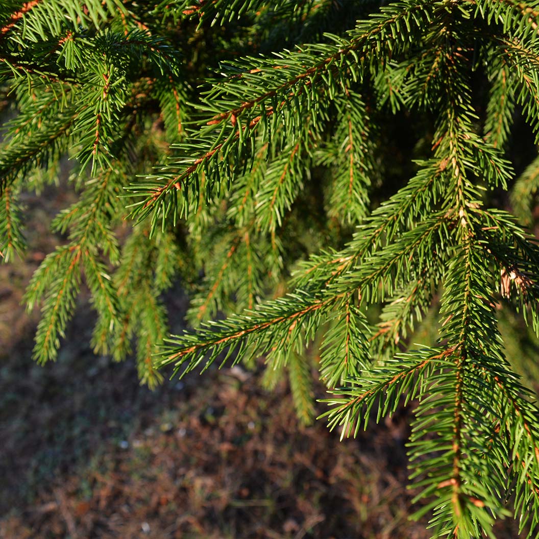 Colorado Green Spruce Tree - Image 3