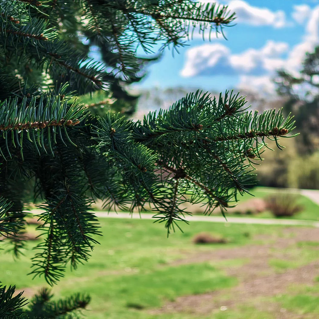 Colorado Green Spruce Tree - Image 4
