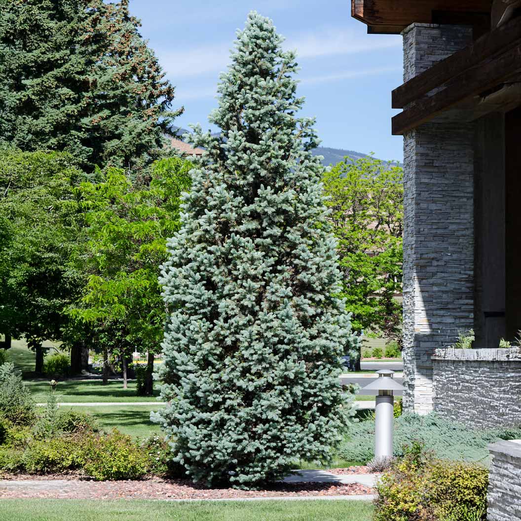 Columnar Colorado Blue Spruce Tree - Image 2