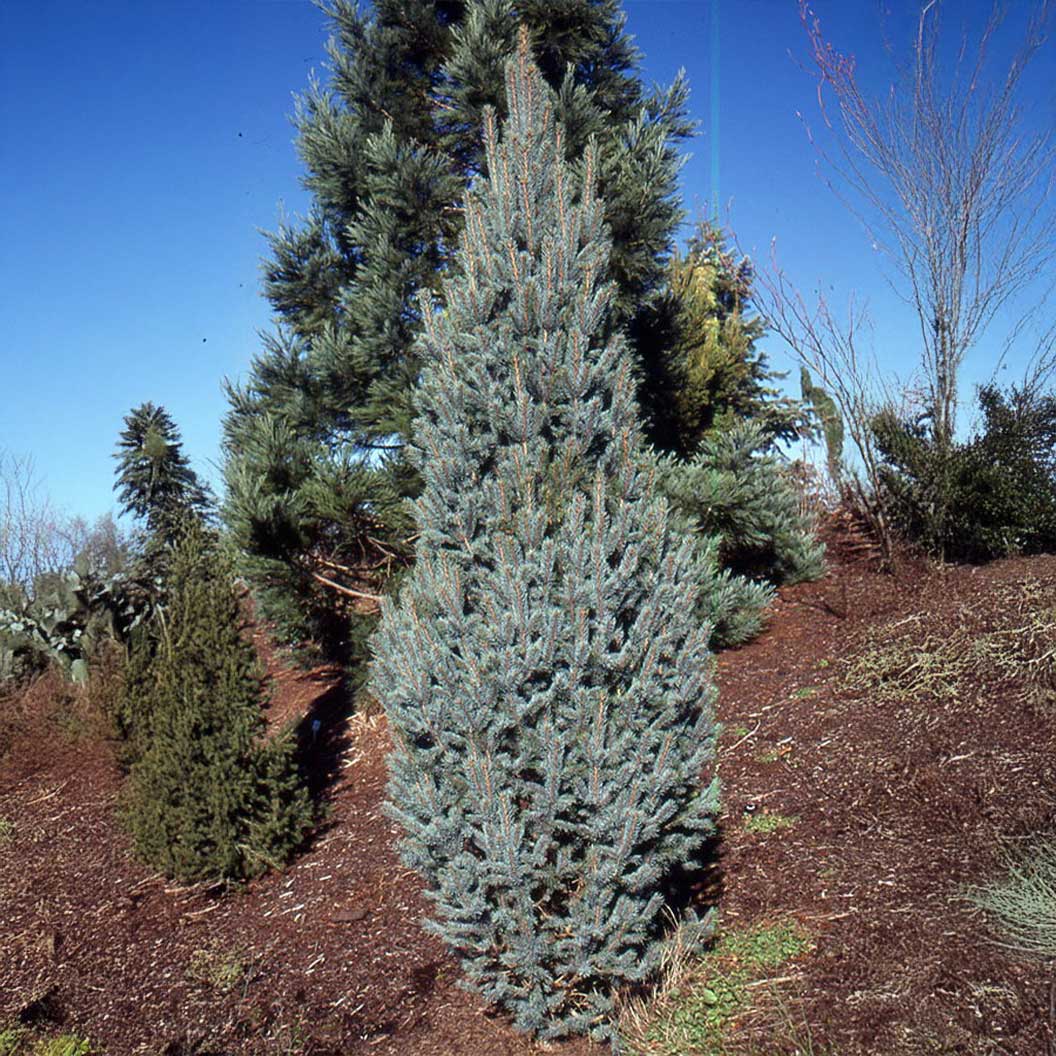 Columnar Colorado Blue Spruce Tree - Image 3
