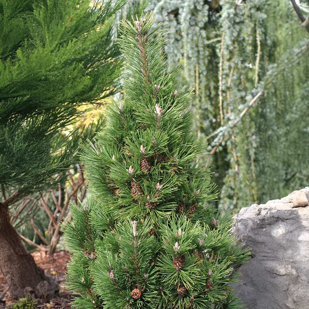 Columnar Mugo Pine Tree - Image 2