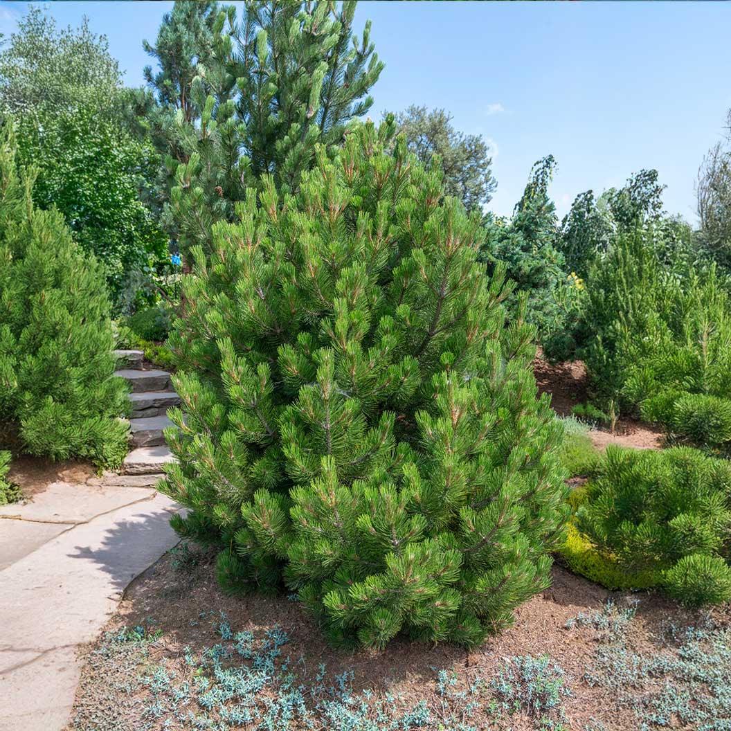 Compact Gem Bosnian Pine Tree - Image 2