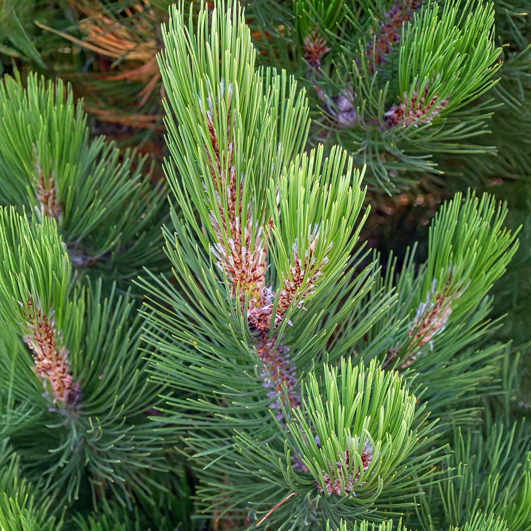 Compact Gem Bosnian Pine Tree - Image 3