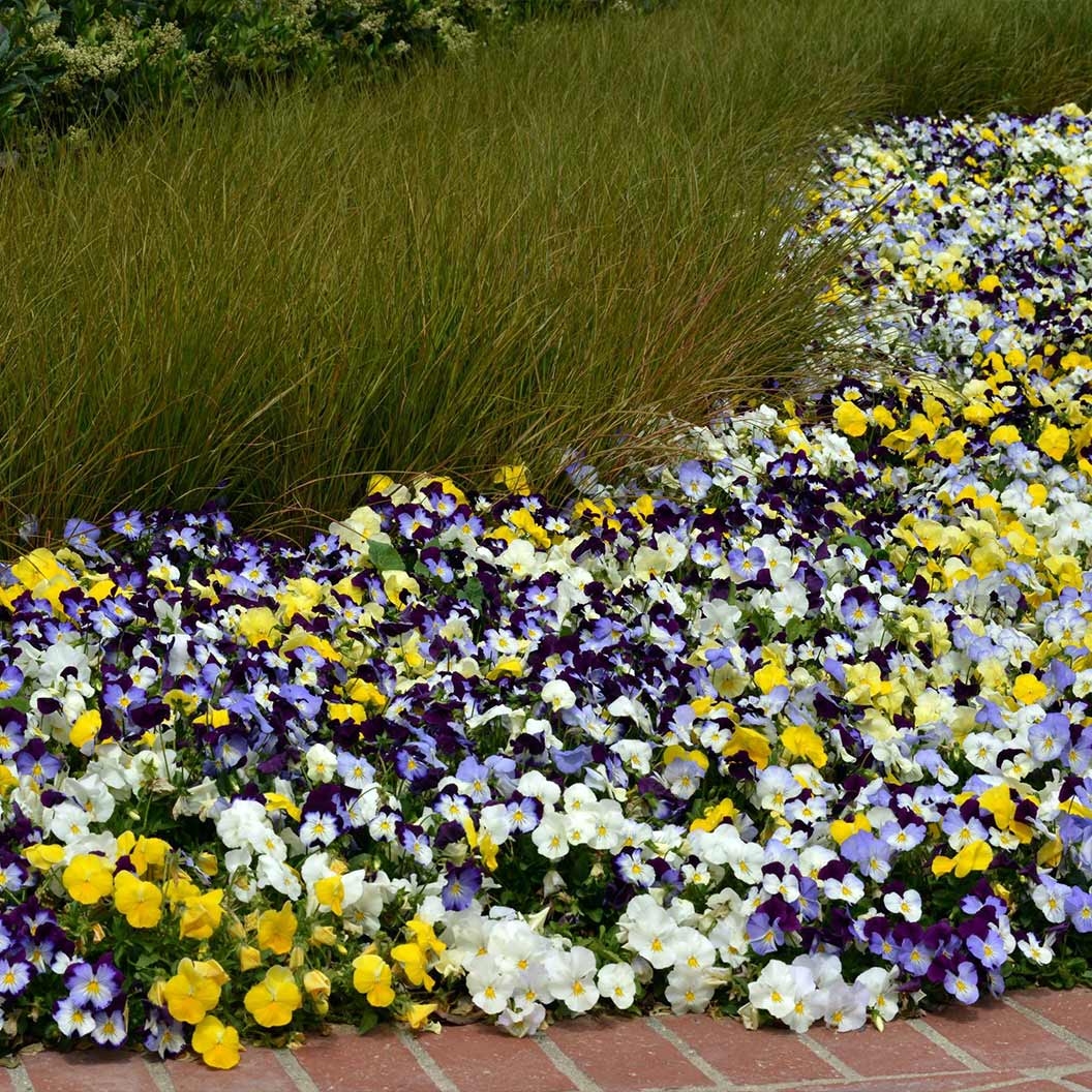 Cool Wave® Mix Pansy Plant - Image 2