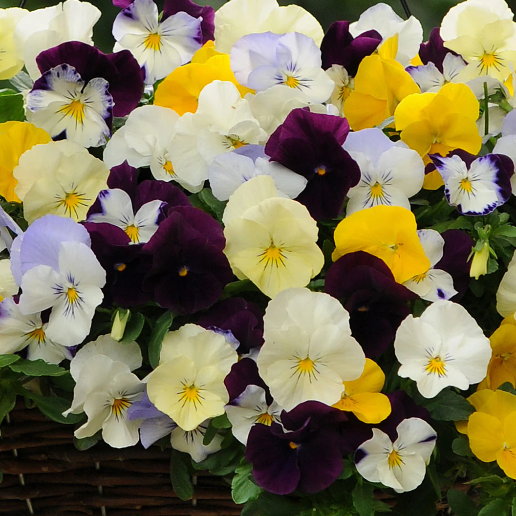 Cool Wave® Mix Pansy Plant - Image 3