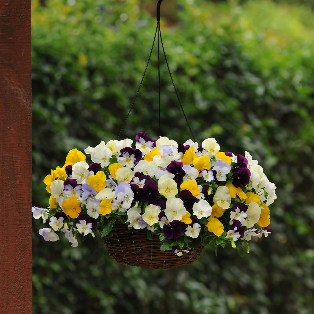 Cool Wave® Mix Pansy Plant - Image 4