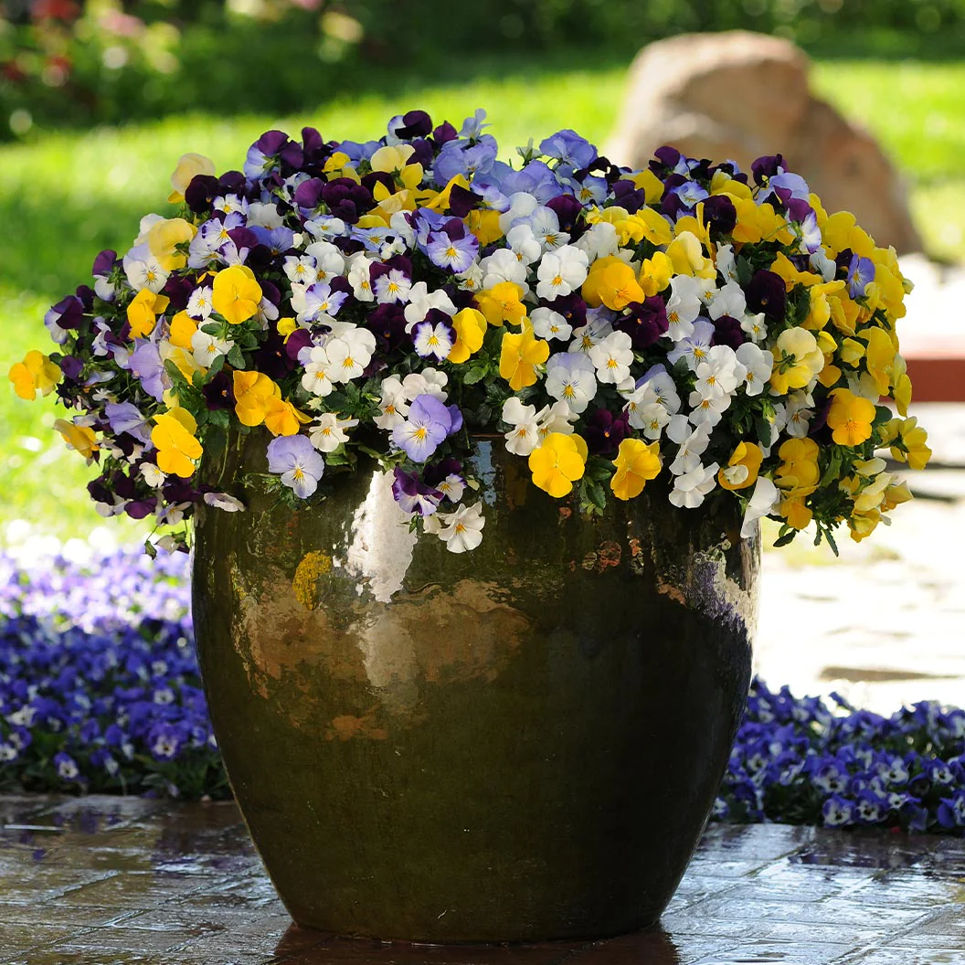 Cool Wave® Mix Pansy Plant - Image 5