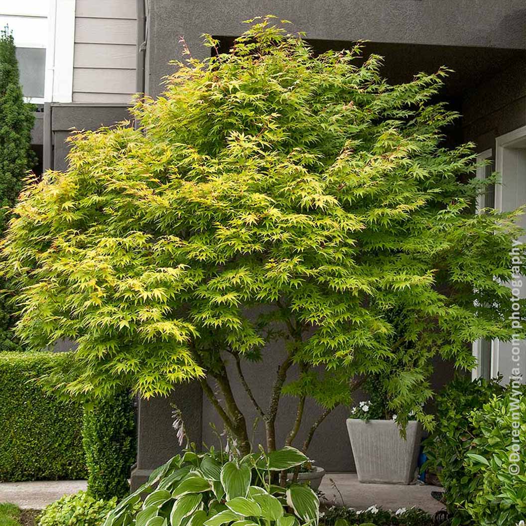 Coral Bark Japanese Maple Tree - Image 2