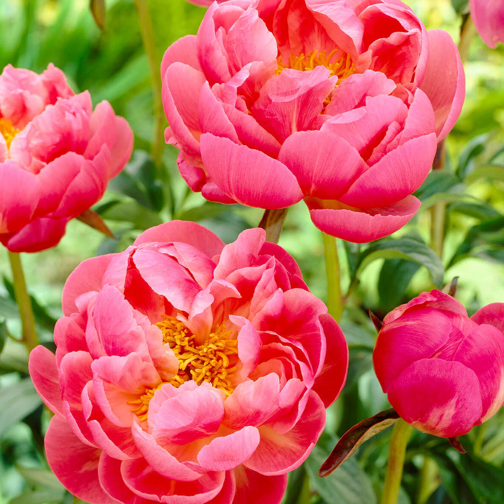 Coral Charm Peony - Image 2