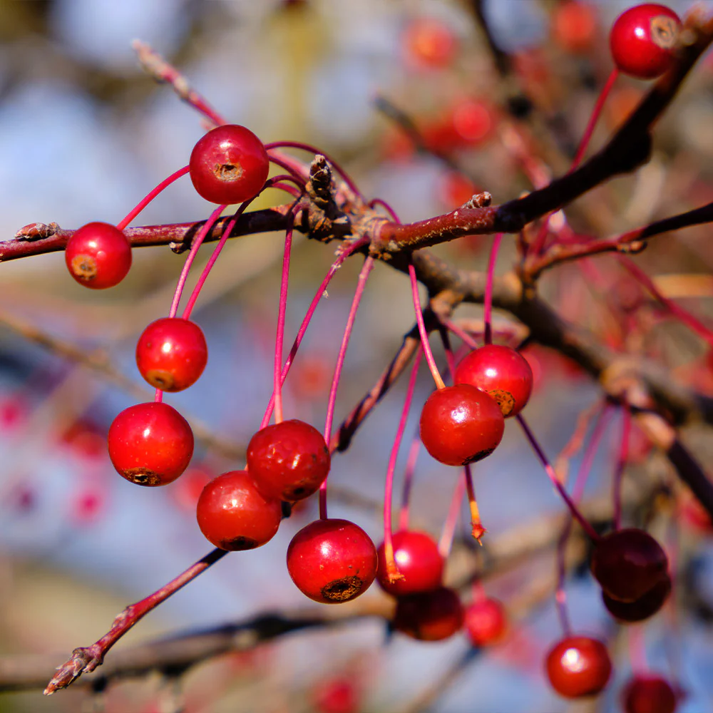 Robinson Crabapple Tree - Image 4
