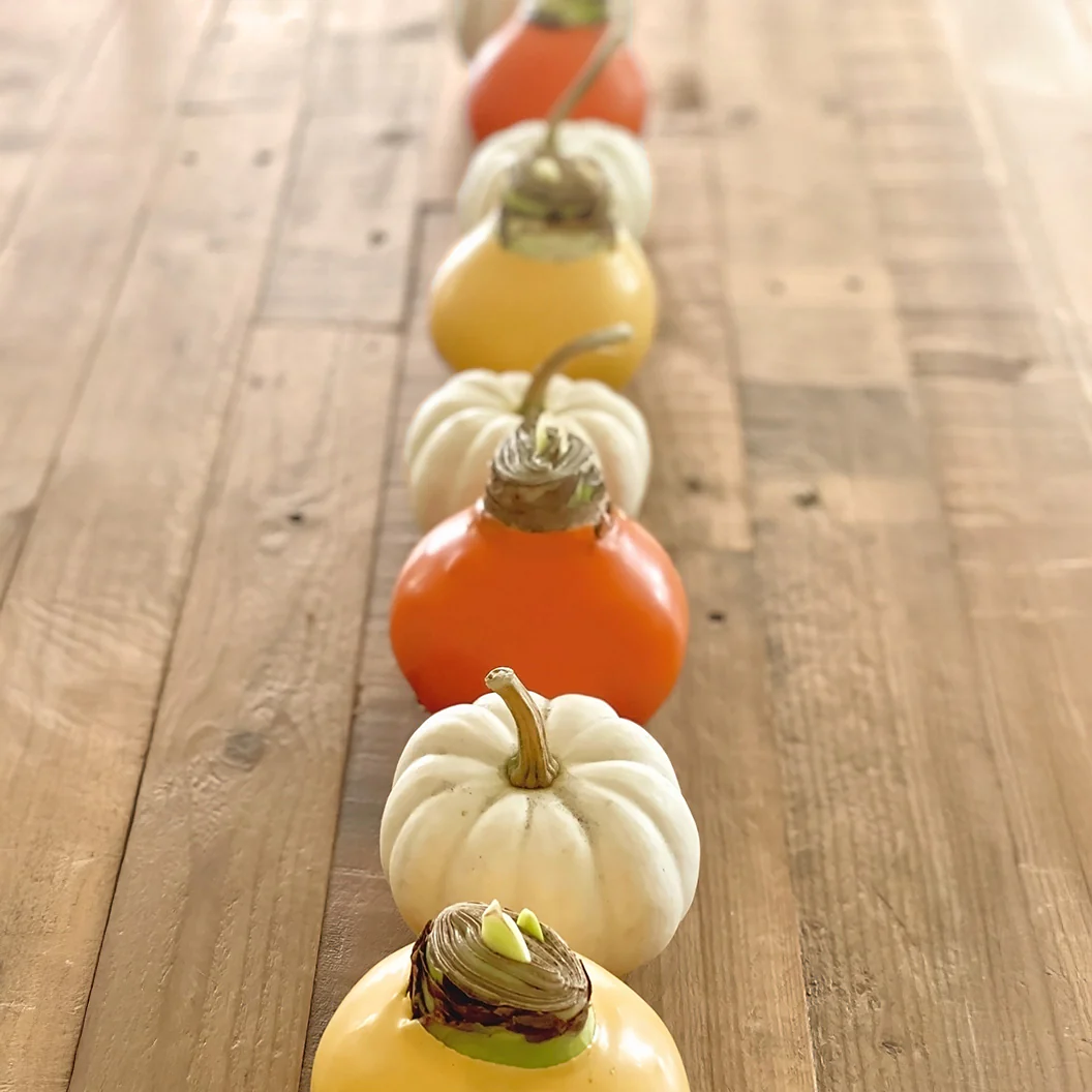 Cranberry Wax-Dipped Amaryllis Bulb with Sovereign Blooms - Image 5