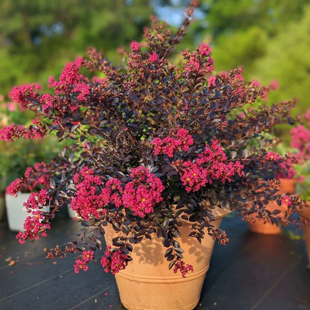 Black Diamond® Pave Pink⢠Crape Myrtle Bush - Image 2