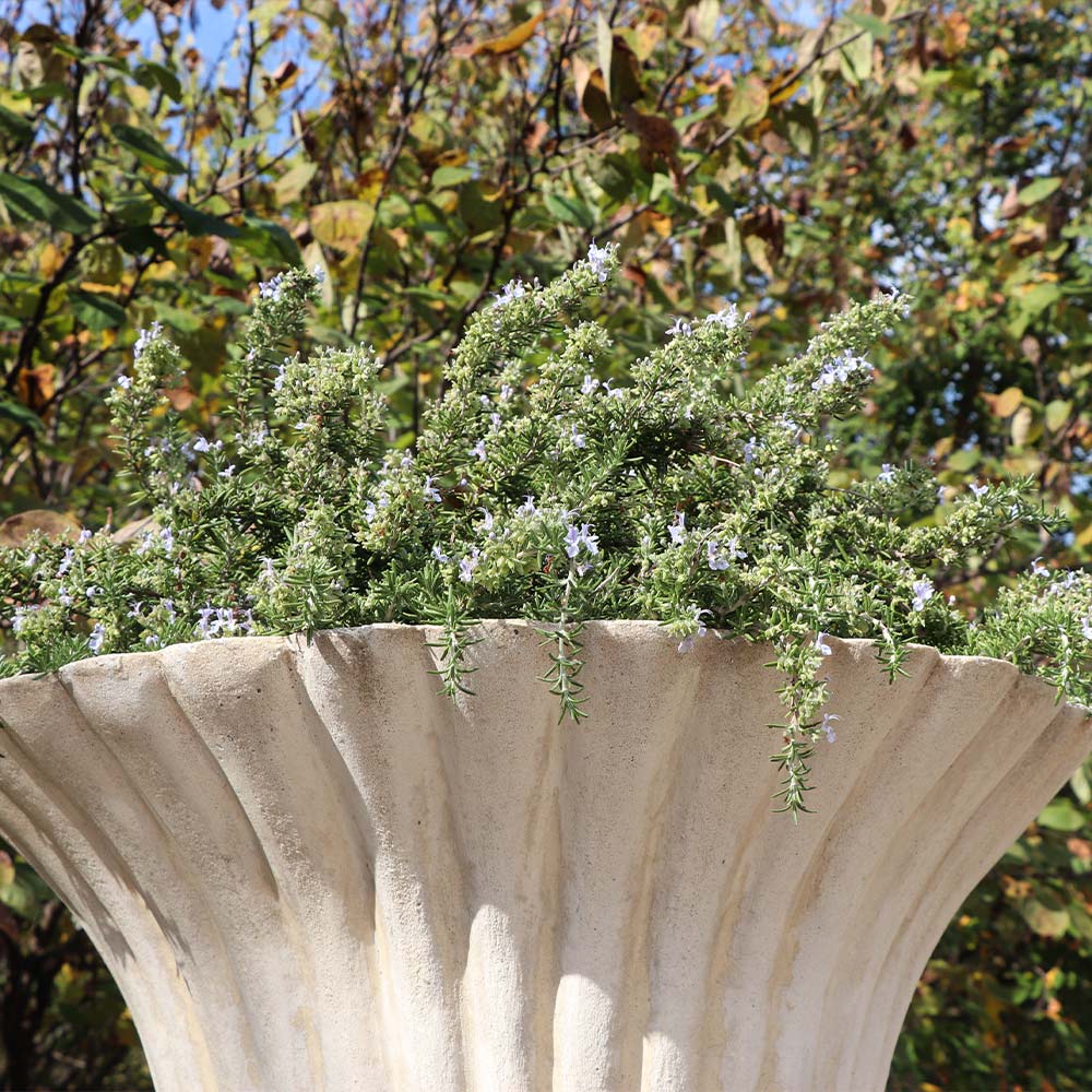 Creeping Rosemary Plant - Image 3