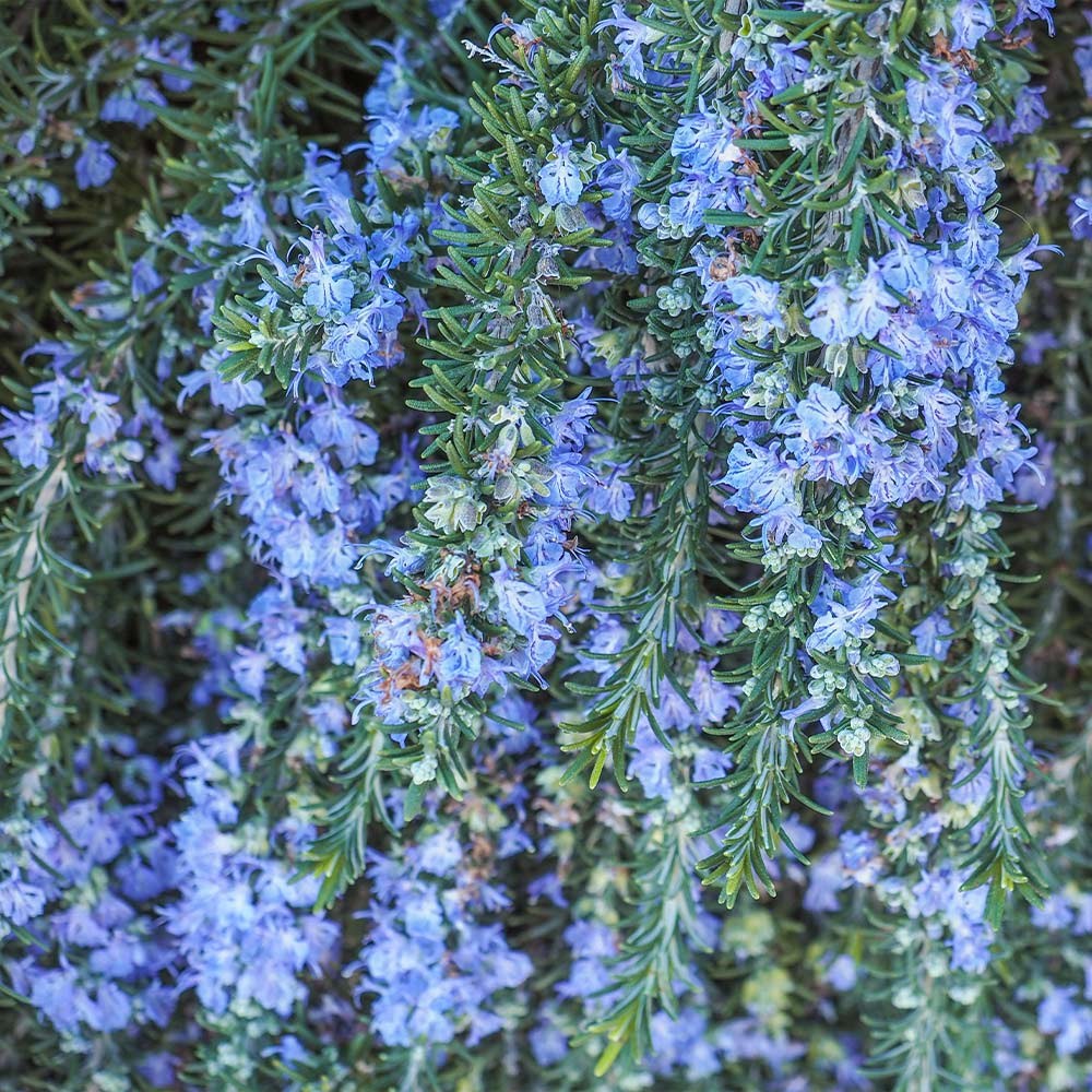 Creeping Rosemary Plant - Image 5