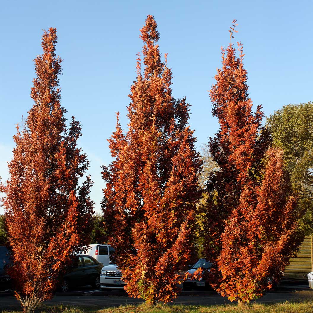 Crimson Spire⢠Oak Tree - Image 2