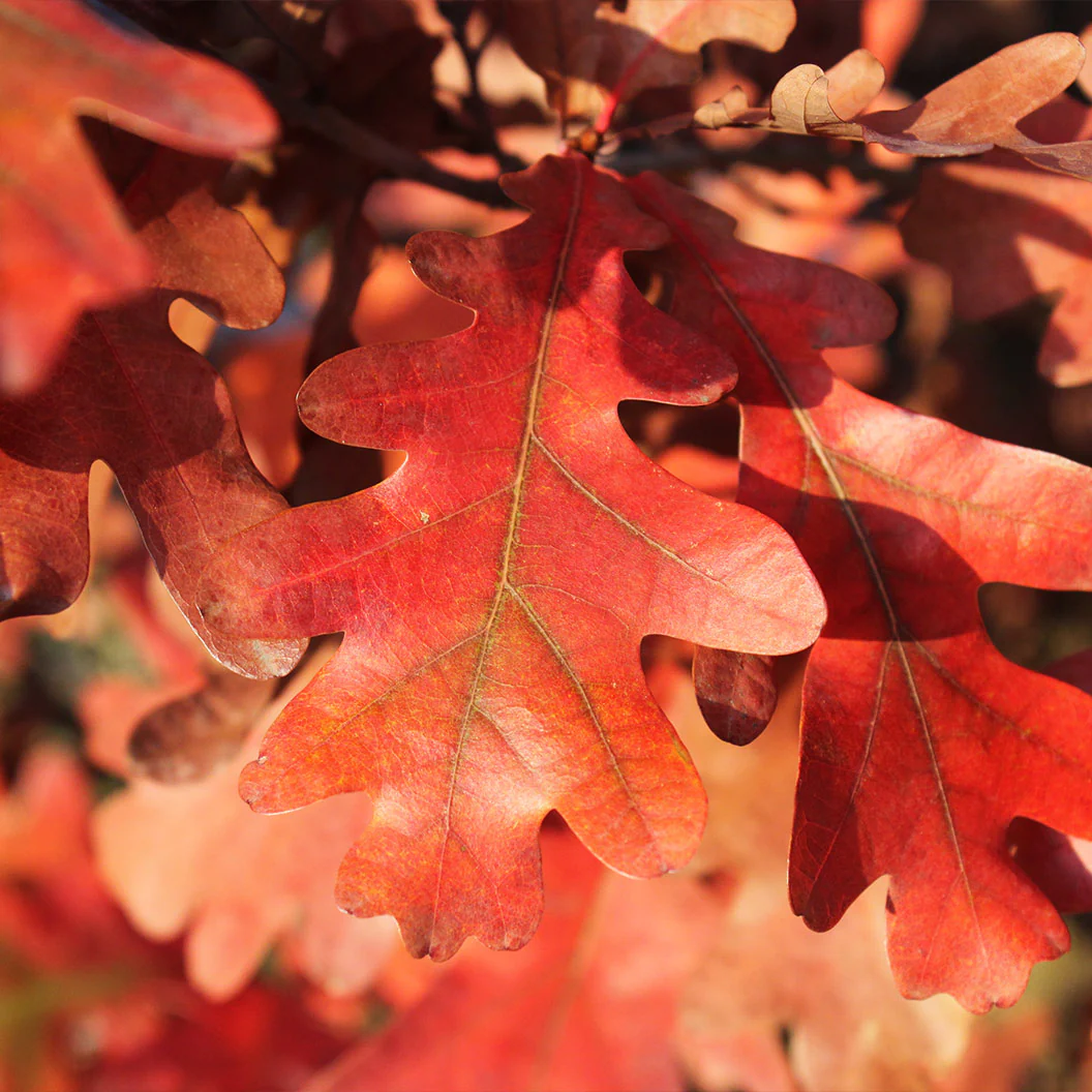 Crimson Spire⢠Oak Tree - Image 3