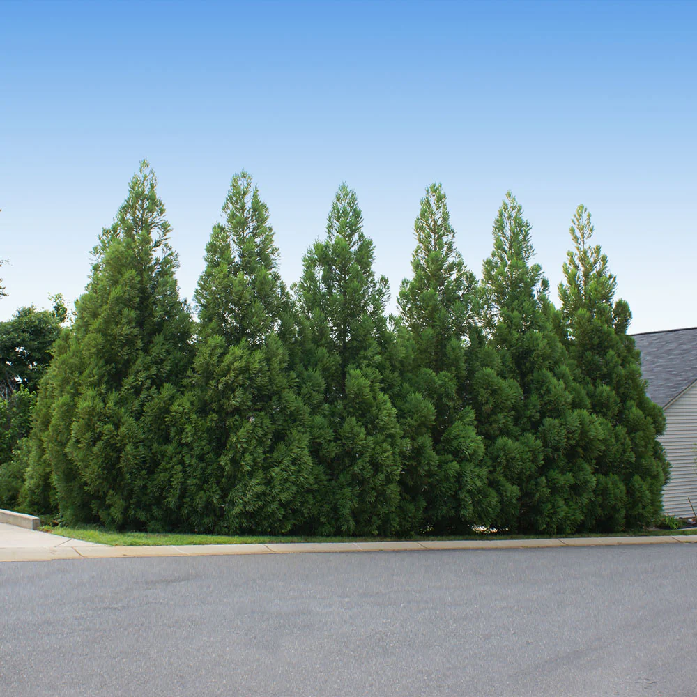 Cryptomeria Radicans Tree - Image 2