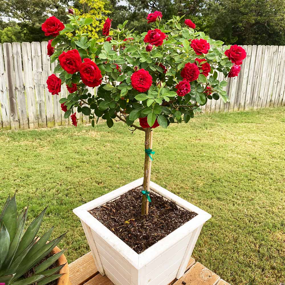 Dancing in the Dark Rose Tree - Image 2