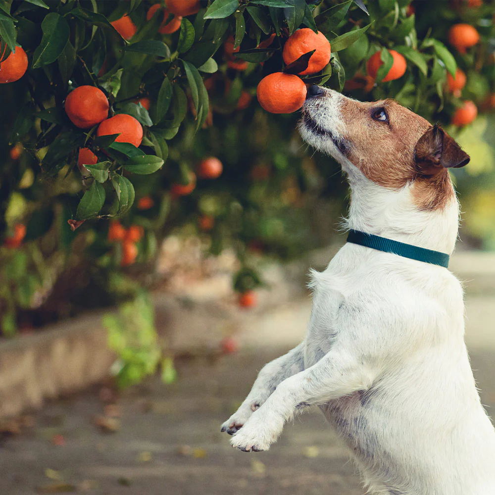 Dancy Tangerine Tree - Image 2