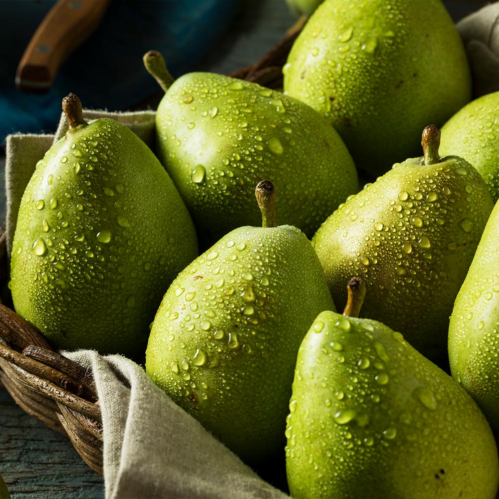 D'Anjou Pear Tree - Image 5