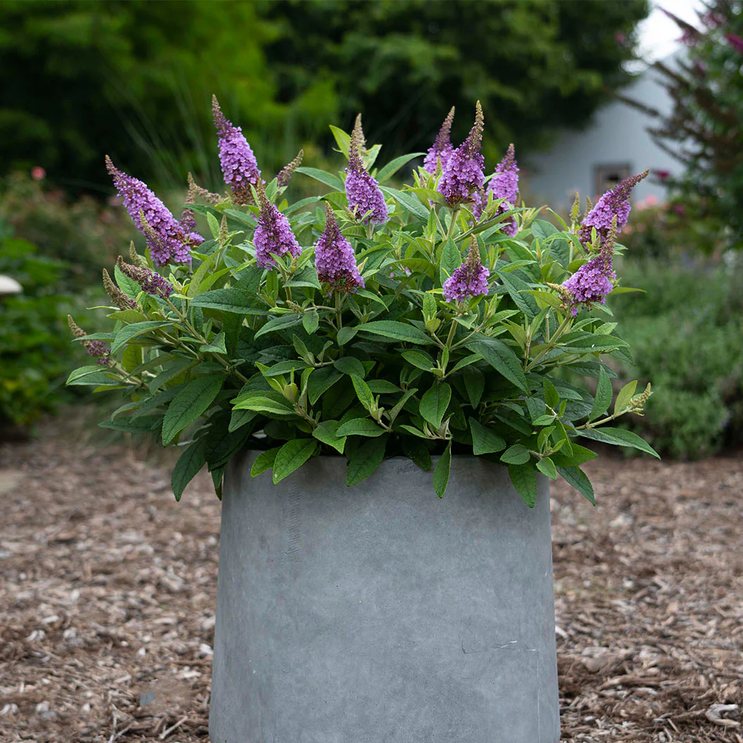 DapperĀ® Lavender Butterfly Bush - Image 2