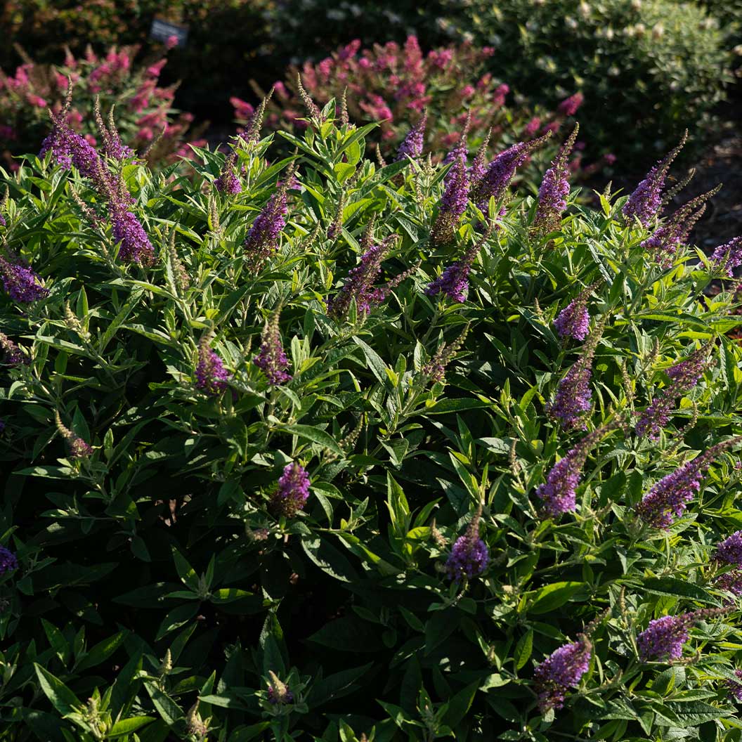 DapperĀ® Lavender Butterfly Bush - Image 3