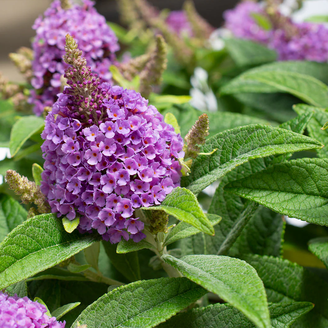 DapperĀ® Lavender Butterfly Bush - Image 4