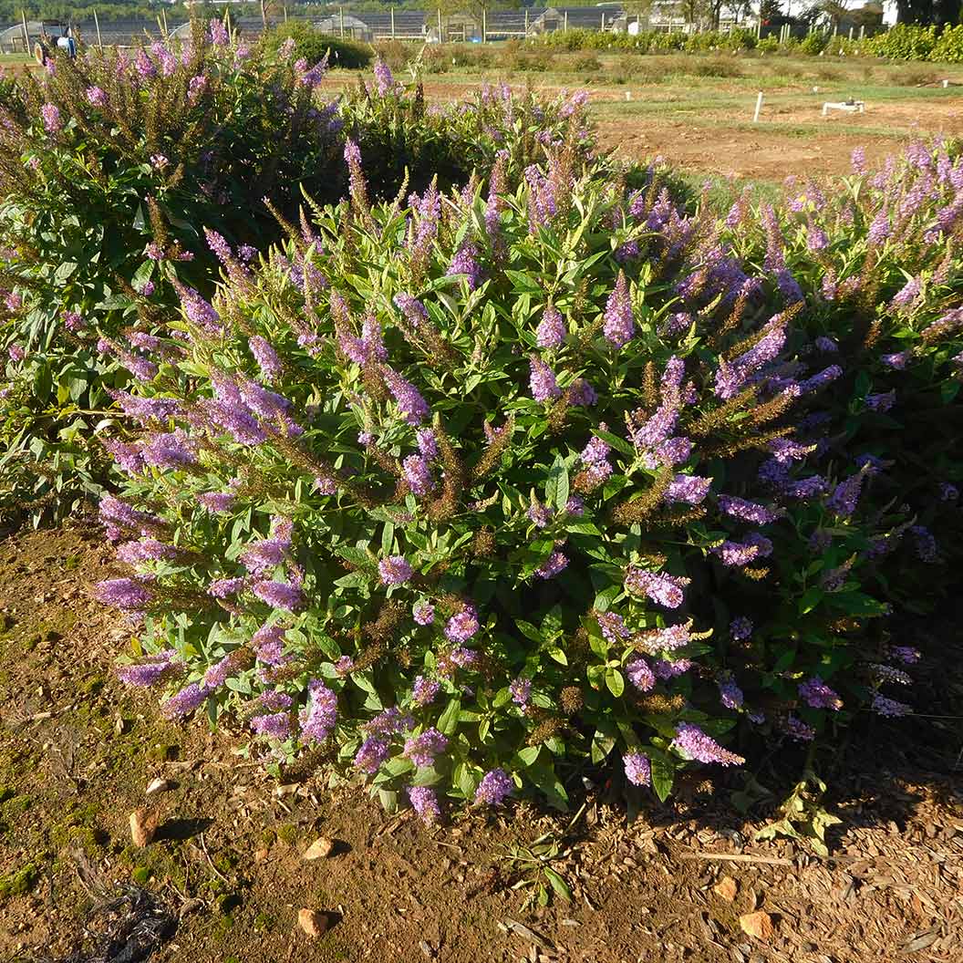 DapperĀ® Lavender Butterfly Bush - Image 5