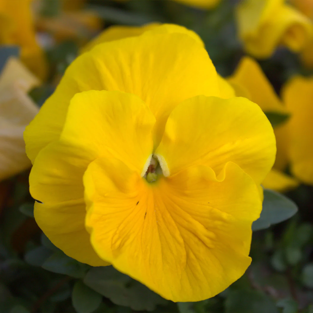 Delta™ Pro Clear Yellow Pansy Plant - Image 2