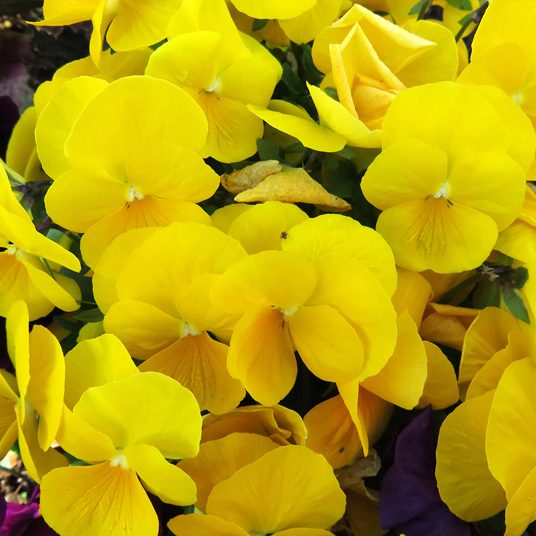 Delta™ Pro Clear Yellow Pansy Plant - Image 3