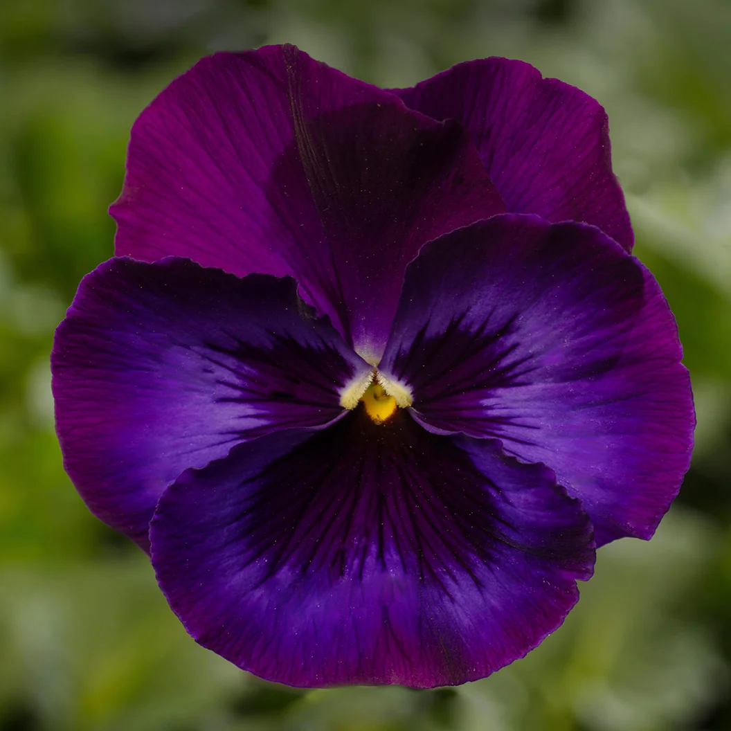 Delta™ Pro Neon Violet Pansy Plant - Image 2