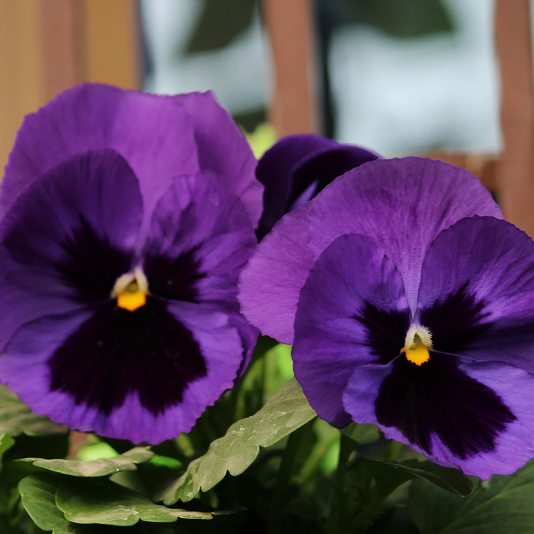 Delta™ Pro Neon Violet Pansy Plant - Image 3