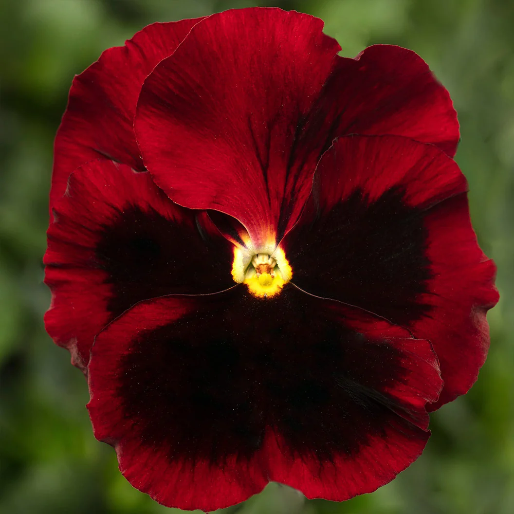 Delta™ Pro Red with Blotch Pansy Plant - Image 2