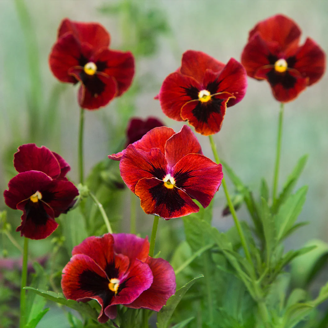 Delta™ Pro Red with Blotch Pansy Plant - Image 3