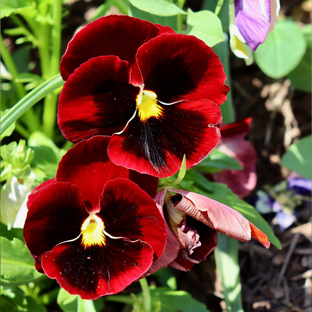 Delta™ Pro Red with Blotch Pansy Plant - Image 4