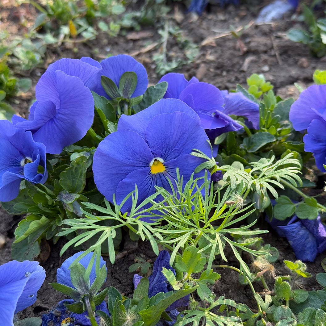 Delta™ Pro True Blue Pansy Plant - Image 2