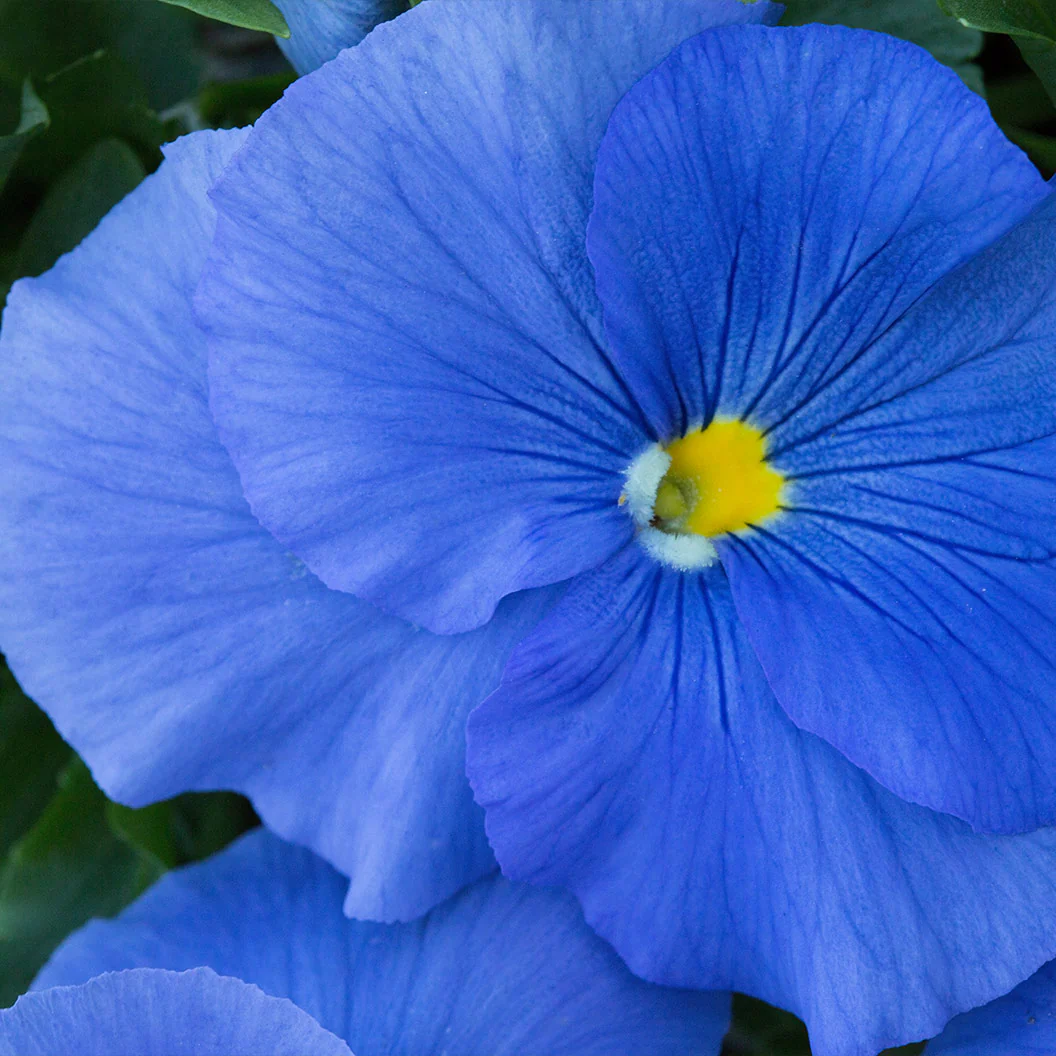 Delta™ Pro True Blue Pansy Plant - Image 3