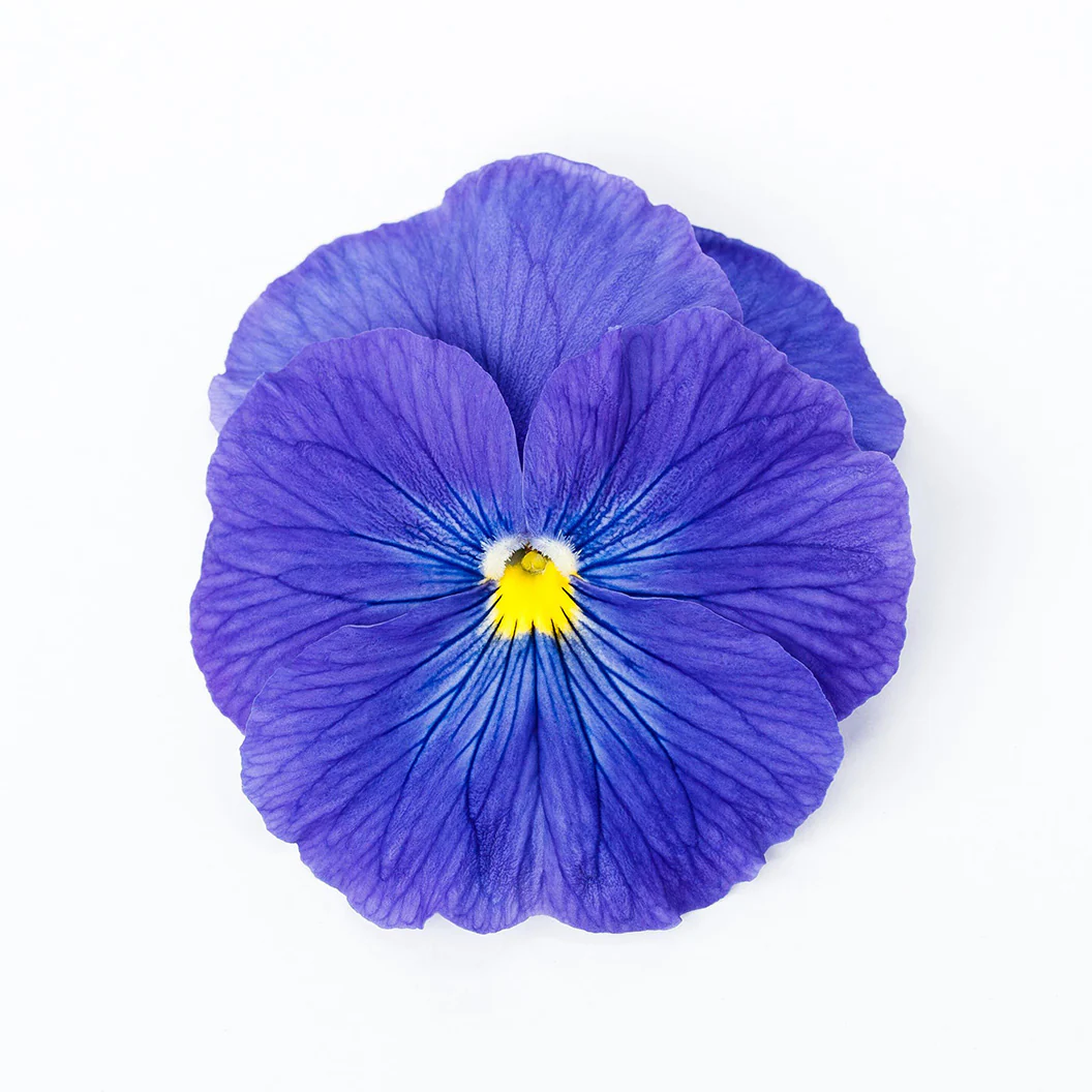 Delta™ Pro True Blue Pansy Plant - Image 4